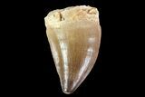 Mosasaur (Prognathodon) Tooth - Morocco #74987-1